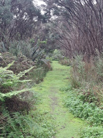 A mossy path through small trees and ferns.