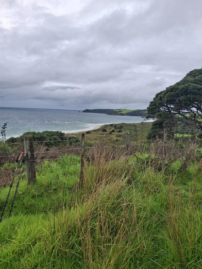 Looking over long grass and a paddock fence out to the coast. The white of breakers is on the shoreline. The sky is filled with light grey clouds.