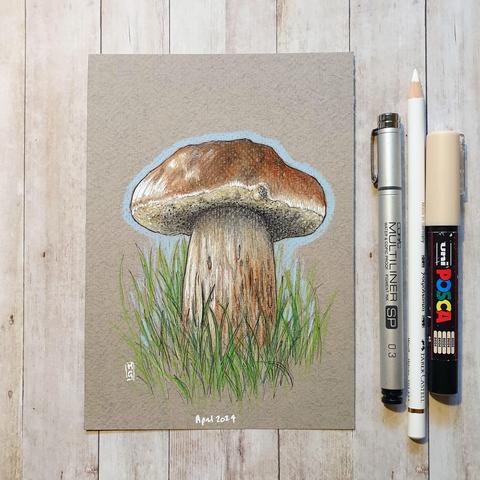 A colour drawing of a penny bun (AKA Porcini ) mushroom. a chunky shaped brown capped edible mushroom with a spongy underside. These mushrooms are wild mushrooms which are some of the finest edible fungi in the world.
An original art work
Colour pencil and mixed media on acid free toned artist paper
5 by 7 inches (12.7 by 17.8 cm). This is a standard photo size in the UK and USA and should be easy to DIY frame.
Sold unframed