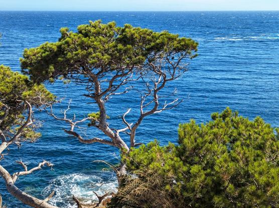 A vibrant coastal scene with the deep blue Mediterranean Sea filling the background, stretching to the horizon under a clear sky. In the foreground, several green pine trees with gnarled branches cling to the rocky cliff edge. The bright sunlight illuminates the pine needles, and the deep blue water below shows small white waves crashing against the rocks at the base of the cliffs.