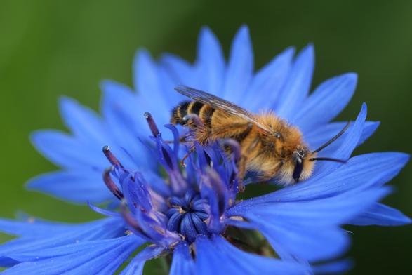 Een pluimvoetbij ligt enigszins voorover gevallen te slapen in een korenbloem.