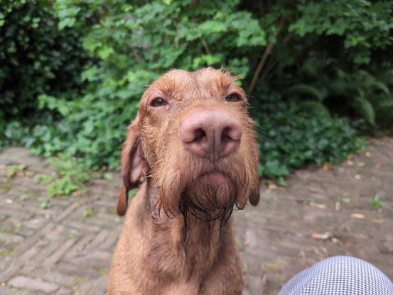 A bigger golden brown dog pictured from the shoulders up looking into the camera, he has floppy ears, a moustache and a beard
