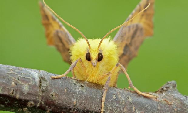 Fluffy feathery yellow body. Hanging out on a branch looking very cuddly.