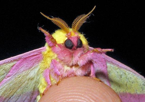 Ta-da! Pinks and yellows with gorgeous pink lime green furry wings. Looks like it's doing a pose for the camera with left arm out to side and right up in the air. Big eyes and feathered antenna. Looks like a featherboa come to life.