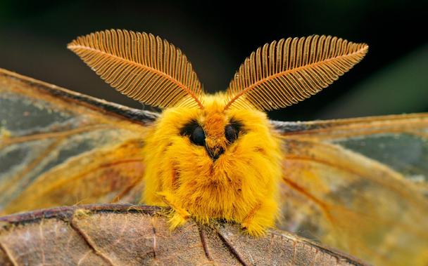 Furry little yellow guy with antenna that look like leaves. Gorgeous!