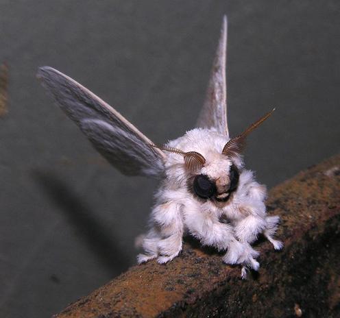Poodle moth. So called because it's white and fluffy. Looks like an alien you want to pet.