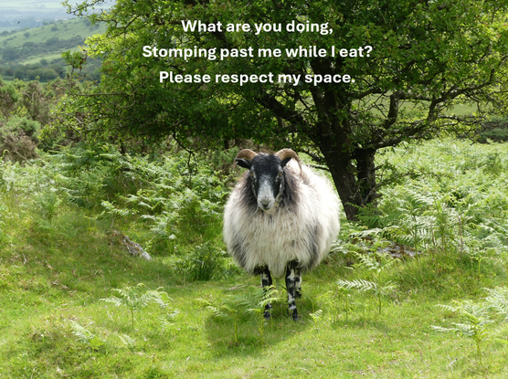 Sheep staring at the camera

Text says

What are you doing,
Stomping past me while I eat?
Please respect my space.