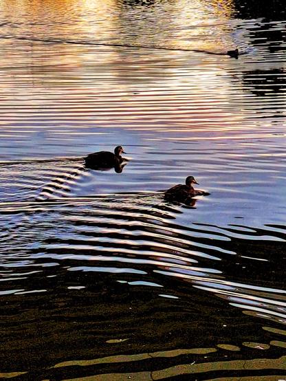 Ducks swimming happily under the water.