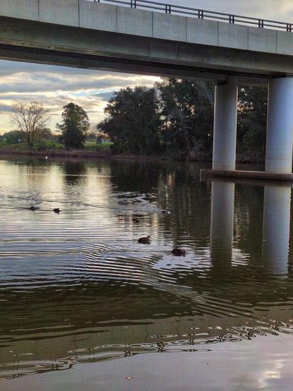 More ducks swimming under a concrete bridge.
