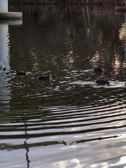 A close-up of swimming ducks.