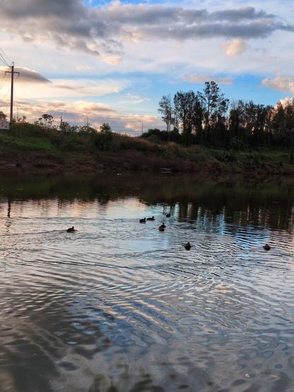 A zoomed out photo of swimming ducks. There is a meadow and trees on the far shore of the river.
