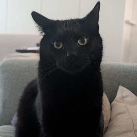 A black cat sitting upright on a couch, looking cute, towards the camera. One of his ears is sligtly askew giving him a slightly confused or curious appearance.