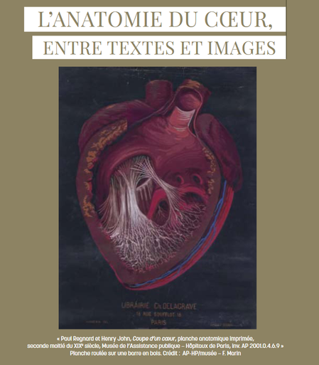 Les Carnets d'histoire de la médecine
L’ANATOMIE DU CŒUR, ENTRE TEXTES ET IMAGES
« Paul Regnard et Henry John, Coupe d’un cœur, planche anatomique imprimée,
seconde moitié du XIXe siècle, Musée de l’Assistance publique – Hôpitaux de Paris, inv. AP 2001.0.4.6.9 »
Planche roulée sur une barre en bois. Crédit : AP-HP/musée – F. Marin