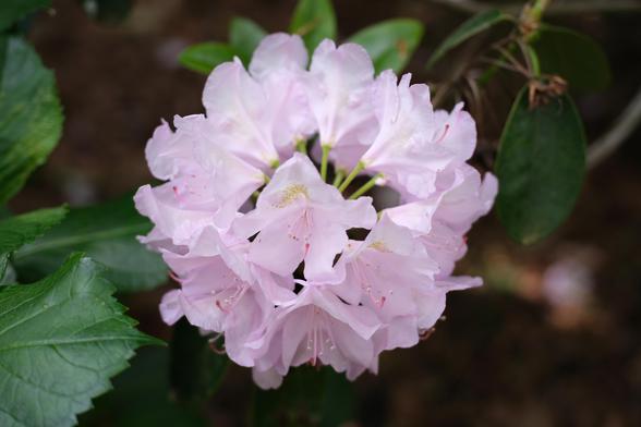 Light pink rhododendron flowers.