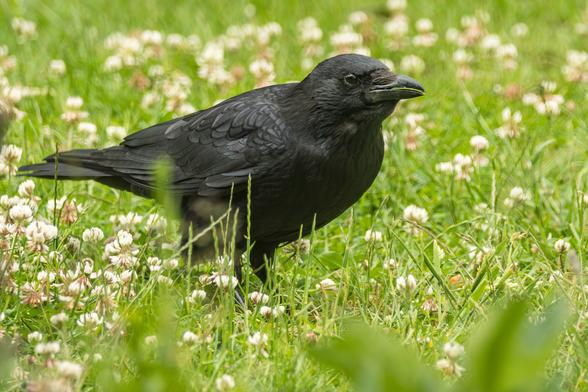 Das Bild zeigt eine schwarze Rabenkrähe, die in einem Feld mit weißen Kleeblüten steht.


Das Bild zeigt eine einzelne schwarze Rabenkrähe, die in einem grünen Feld mit vielen weißen Kleeblüten steht. Die Krähe ist im Vordergrund scharf fokussiert und steht fast in der Mitte des Bildes. Das Gefieder ist schwarz und glänzt leicht. Der Schnabel ist dunkel und spitz. Die Rabenkrähe scheint ruhig und aufmerksam zu sein. Der Hintergrund ist ein unscharfes, aber grünes Feld, das mit vielen weißen Kleeblüten übersät ist. Die Atmosphäre des Bildes ist ruhig und friedlich. Die Stimmung ist eher neutral, vielleicht ein wenig melancholisch aufgrund der Farbe Schwarz des Raben im Kontrast zu den weißen Blüten. Das Bild wirkt insgesamt natürlich und ungestellt.