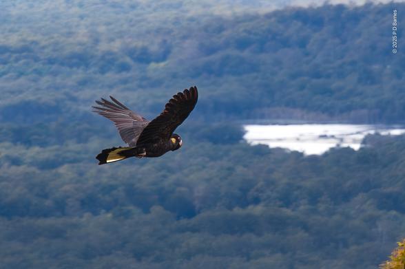 A yellow-tailed black cockatoo flying at a slight angle away from us, slightly below the photographer's height, but high above the plains at the base of the escarpment. Its wings are raised, tail slightly turned towards us showing a little of the yellow. Its yellow cheek patch can also be seen.