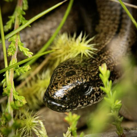 A colour photo of slow worm basking in sun at the edge of small patch of trees. It has a coppery brown textured skin with a sheen of light to it. Annat, Torridon, Wester Ross, Scotland.

Photo by and copyright of Paul Henni.