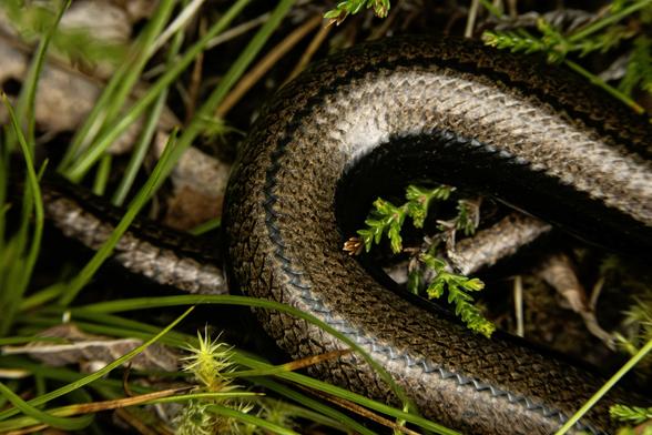 A colour photo of slow worm basking in sun at the edge of small patch of trees. It has a coppery brown textured skin with a sheen of light to it. Annat, Torridon, Wester Ross, Scotland.

Photo by and copyright of Paul Henni.