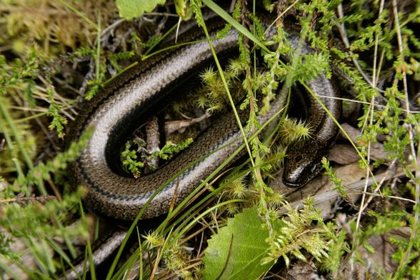 A colour photo of slow worm basking in sun at the edge of small patch of trees. It has a coppery brown textured skin with a sheen of light to it. Annat, Torridon, Wester Ross, Scotland.

Photo by and copyright of Paul Henni.