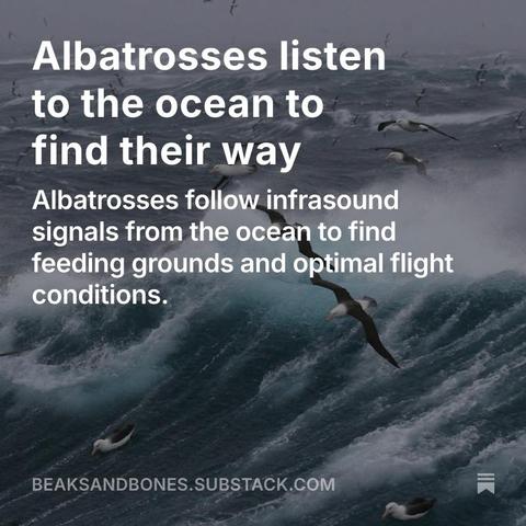 Photo of a stormy ocean with several albatrosses flying over the waves.
White text on top of the photo:

Albatrosses listen to the ocean to find their way

Albatrosses follow infrasound signals from the ocean to find feeding grounds and optimal flight conditions.