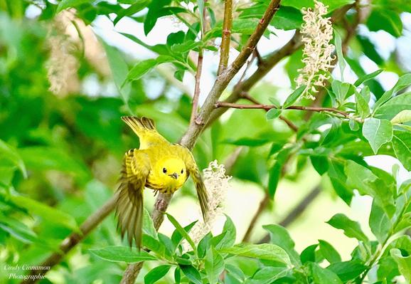 Envol de Paruline dans la nature. Photographie par Cindy Cinnamon