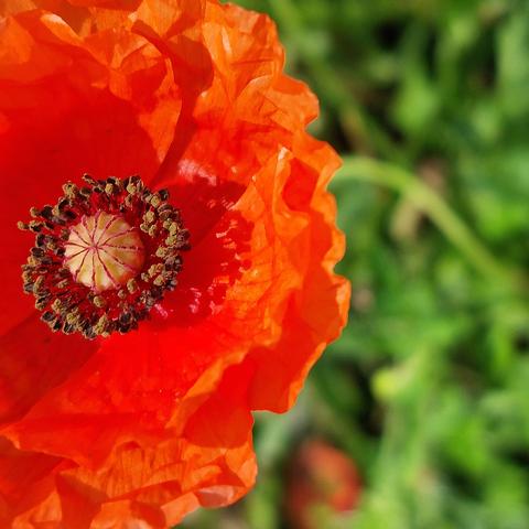 Macro in section: Bright red poppy flower, fully bloomed with pistil and stamens. The petals are delicate to translucent. Light comes from the left so that a fine shadow falls from stamens and pistil onto the petals. The stem and other greenery are blurred in the background.

Makro im Anschnitt: Leuchtend rote Mohnblüte, voll erblüht mit Stempel und Staubgefäßen. Die Blütenblätter sind zart bis durchscheinend. Lichteinfall von links, so dass ein feiner Schatten von Staubgefäßen und Stempel auf die Blütenblätter fällt. Im Hintergrund unscharf der Stängel und weiteres Grün.