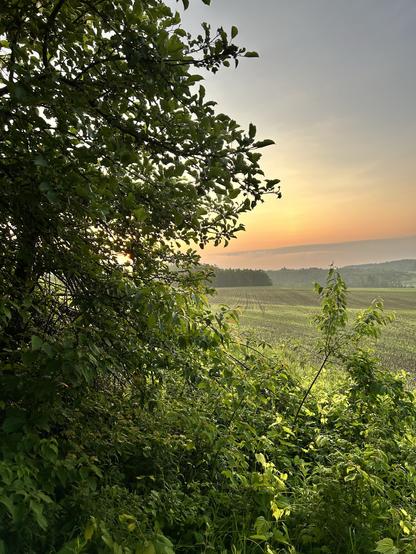 The sun is up You can see it risen behind the apple tree. It’s misty this morning, like a light haze, sitting over everything, all the green fields and trees and hills.