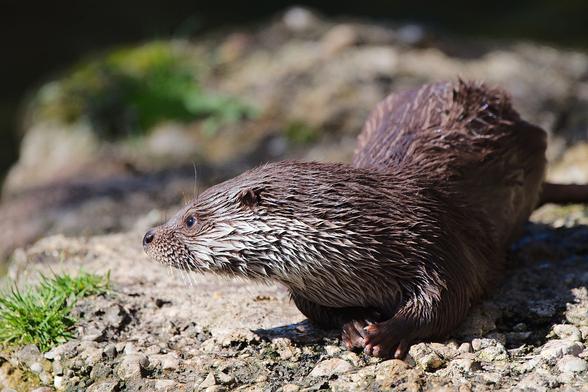 Photo de Loutre d'Europe par Matthias Kabel sous la licence CC BY-SA 3.0 DEED (https://creativecommons.org/licenses/by-sa/3.0/deed.fr)

On voit une Loutre d'Europe au pelage humide sur un bord de rivière au sol clair. Des petits cailloux sont apparents et également quelques touffes d'herbes. L'arrière plan est flou.