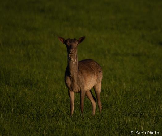 A deer looking at the camera.
