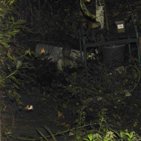 Garden in the dark. Buddha statue at the back. Honeysuckle flowering in the foreground