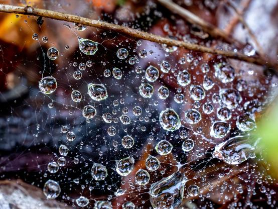 An up close image of raindrops cought in a spider's web