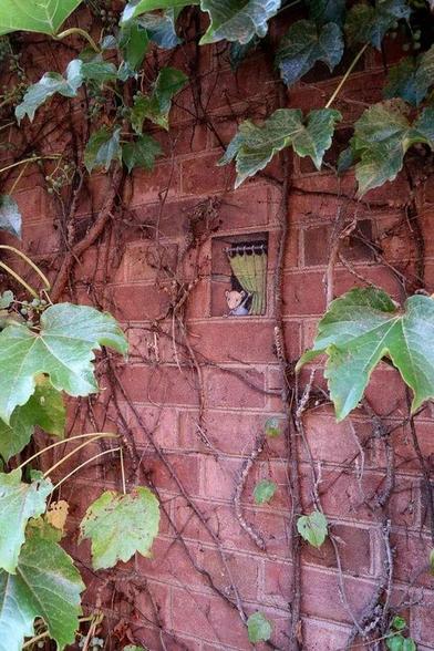 The drawing depicts a small, mouse-like creature peeking out from behind a green curtain in a window-like opening on a brick wall, surrounded by ivy.