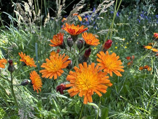 Teil einer bunten Blumenwiese,
im Vordergrund gelborange Blumen,
im Hintergrund Gräser und blaue Blüten,
eine kleine Wildecke in unserem Garten.