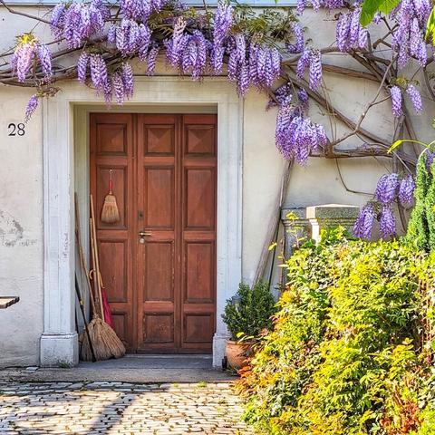 A warm, reddish-brown wooden door with recessed panels, framed by a simple white stone architrave. Lush purple wisteria vines with cascading blossoms are draped over and around the doorway, extending across the light-colored building facade. To the left of the door, a small number "28" is affixed to the wall, and several brooms and a long-handled tool lean against the wall. On the right side of the door, a terra cotta pot with a small green plant sits near the base of a larger, vibrant green bush that fills the foreground. The ground in front of the door is a cobblestone pathway.