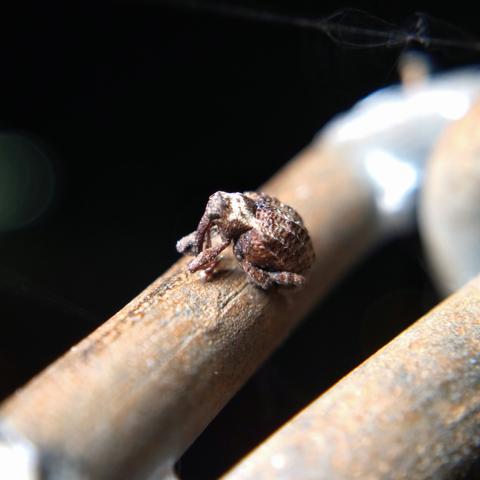 A weevil with a round brown and white body and long drooping snout, sitting on a chain-link fence.