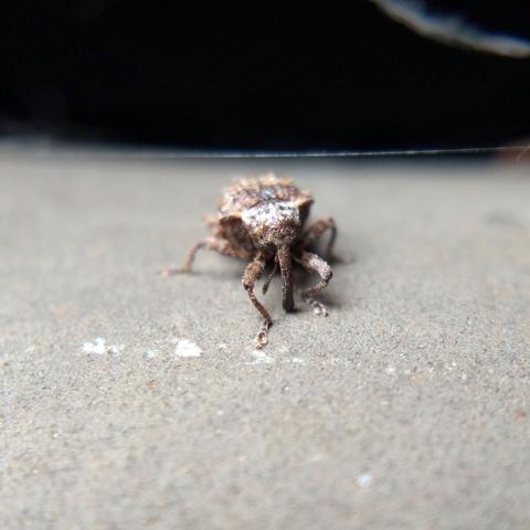 Weevil lit from above, looking distinctly downcast.