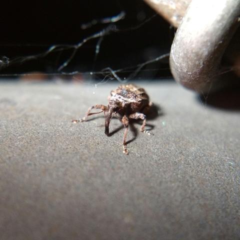 Weevil standing bowlegged with spider silk in the background.