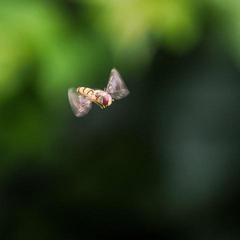 Das Bild zeigt eine Schwebfliege im Flug vor einem unscharfen grünen Hintergrund. Die Fliege ist scharfgestellt und ihre Flügel sind deutlich sichtbar. Der Hintergrund ist unscharf und lässt die Fliege im Vordergrund hervorheben.