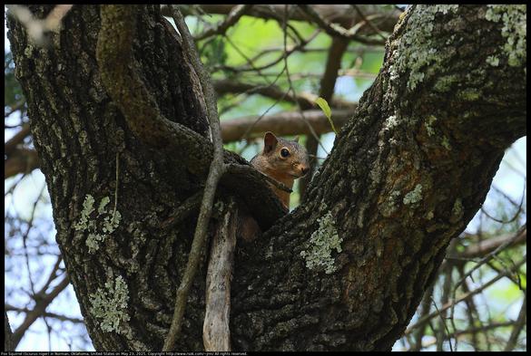 A Fox Squirrel (Sciurus niger) was hiding in the fork of an oak tree in Norman, Oklahoma, United States on May 23, 2025. There are lichen and Virginia Creeper (Parthenocissus quinquefolia) vines on the tree trunk.