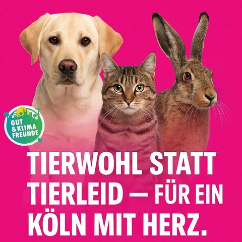 Das Bild zeigt drei Tiere vor einem leuchtend pinken Hintergrund: einen Labrador-Hund, eine Katze und einen Hasen. Die Tiere sind dicht beieinander und blicken direkt in die Kamera. Der Labrador-Hund ist auf der linken Seite, die Katze in der Mitte und der Hasen auf der rechten Seite. Alle drei Tiere haben freundliche und neutrale Gesichtsausdrücke.

Im linken unteren Bereich des Bildes befindet sich ein grünes Logo mit der Aufschrift "GUT & KLIMA FREUNDE," was auf eine Umwelt- und Tierwohlorganisation hinweist. Darunter steht in großen weißen Buchstaben der Text: "TIERWOHL STATT TIERLEID – FÜR EIN KÖLN MIT HERZ." Dieser Text betont die Botschaft des Bildes, die auf die Förderung von Tierwohl und das Vermeiden von Tierleid hinweist.

Das Bild vermittelt eine positive und einladende Botschaft, die auf die Bedeutung von Tierwohl und umweltfreundlichen Praktiken in Köln hinweist.