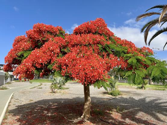 One of those special moments, a couple of weeks ago, I was just starting my daily exercise routines, this time around in a nearby park, and while doing some brisk walking, all of a sudden, I bumped into this beauty: a stunning flamboyant with an exuberant of bloom in intense red colours that I just couldn't help stopping on my tracks and capture the moment. Simply spectacular the feast for the eyesight and the soul. Mother nature always knows how to impress us even in the most of unexpected places 👌🏻😍