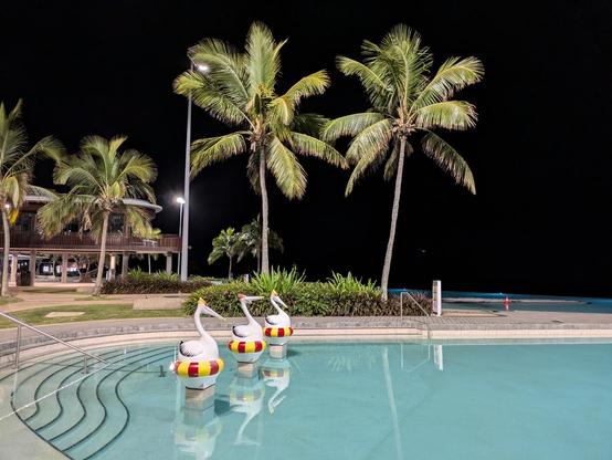 Three pelican sculptures in the pool at Yeppoon Lagoon
