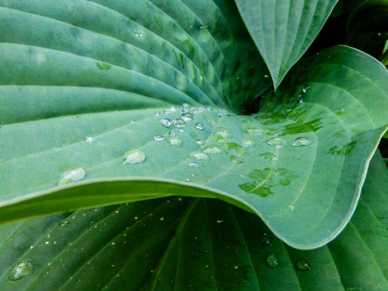 Hosta leaves curve. Lines radiate from the corner. Water drops dot the leaves.
© Tom Goetz. All rights reserved. Training an AI on this image is expressly forbidden.