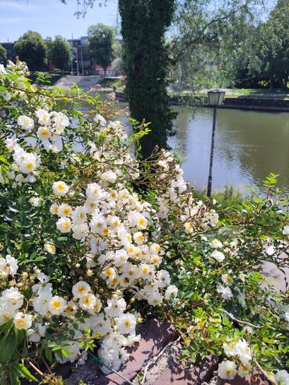 Weiße Rosen an der Stadtmauer. dahinter ist die Donau zu sehen.