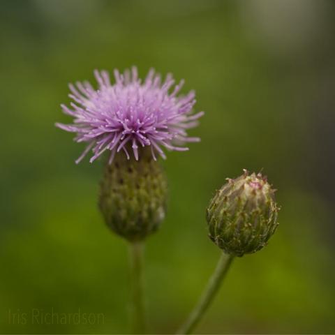 A purple creeping thistle flower with a closed bud against a green background.