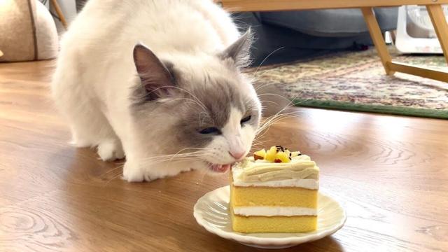 猫にケーキを与えてみたらリアクションが予想外すぎた