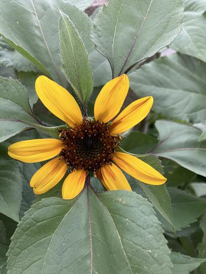 A small sunflower with dark brown centre and large green leaves behind