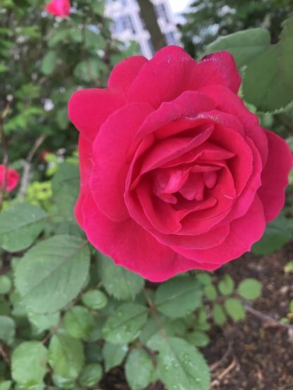A dark pink red rose in full bloom with green leaves of rosebushes behind
