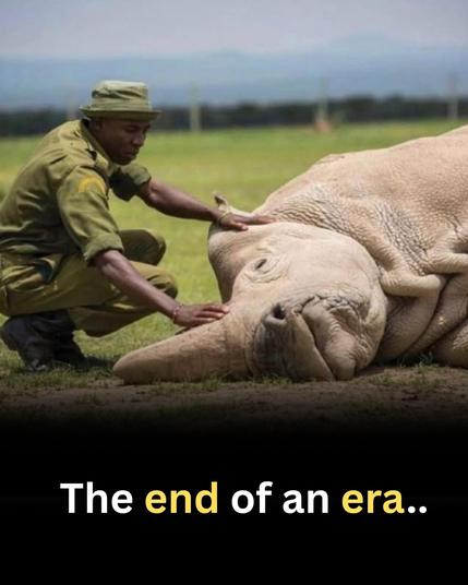 Wildhüter neben einem toten  rhinozeros, weiße Nashorn