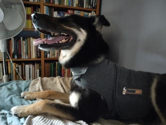 Koira makaa sängyllä ylävartalo pystyssä, pää hieman kohotettuna, silmät viiruina, korvat luimussa, suu läähättäen. Se pelkää, sillä ulkona on ukkonen. Pelkää, vaikka sillä on päällään harmaa Thunder Shirt; painepaita, joka helpottaa joillain koirilla pelkoa.